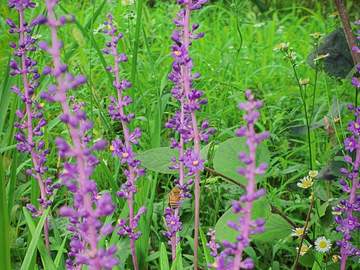 용인, 한택식물원