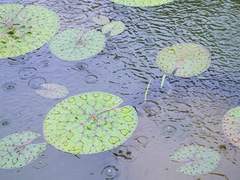 용인, 한택식물원