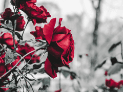 [close] 시안 글커미션: 스냅샷 타입