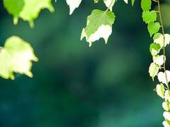 푸르다 못해 초록(上)