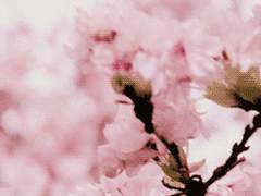 [백도] 절정(絶頂)