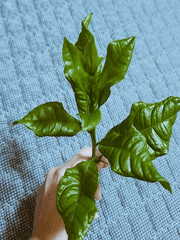 개구리의 백업글