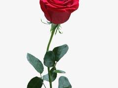 I love you to the moon and back