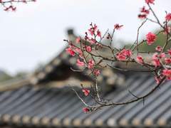 개화 • 사무치는 바람