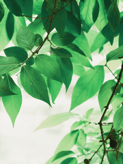 [체크메이트/은성수현]청록빛의 서시