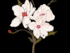 01. 흰 꽃이 붉게 물들 때