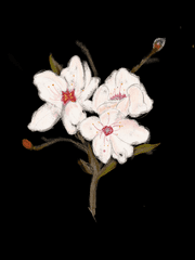 백단화 (白丹花)