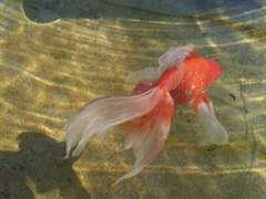 죽은 물고기의 기적