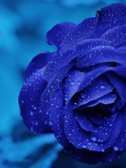 [쿱정] 나랑 하는 사랑은 어려워, 그래도 해볼래? 