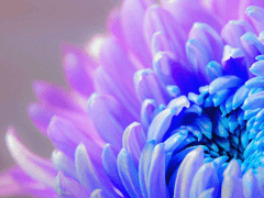 제이 X 정원 RPS 타로