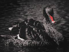 체이스 폰 아스터 | XY | 자작 | 연금술