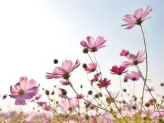 파르페디아 20XX학년도 후기 학위수여식(Full ver.)