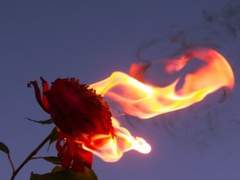 [첼시엘] 타오르는 우라니아의 장미