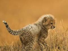 OH MY LOVELY CHEETAH! 3