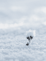 겨울의 끝에도 봄은 있다