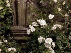 열망이 부른 참혹한 비극