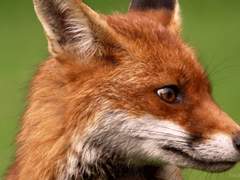 루스터행맨 관사에 붉은여우있어서 영건들이랑 루스터