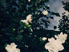 不忍人之心 - 下