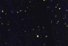 [Eve A. Risyulrian_인간]