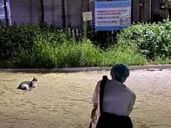 세상에서 고양이가 사라진다면.