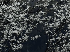 당패양리 타로 커미션