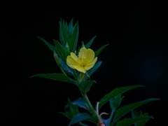 [개같이 살자] 조 슬아,18세