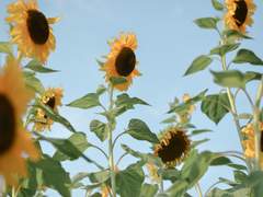 소녀의 모습으로, 소년의 마음으로