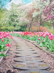 [프로필] 색색의 꽃이 만개한 봄의 공간