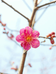 Return of the Blossoming Blade