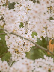 방울토마토 소공작은 살구가 좋다