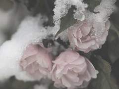 겨울로 눈을 돌린다.