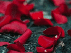 세실 오티즈 / XY / 백작 / 마법