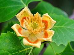 튤립나무 : 전원의 행복