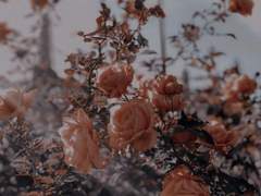 별의 침묵 속 우리가 있었네