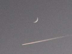 물고기, 그리고 반딧불이