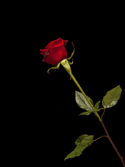 꿈일까, 현실일까?