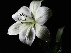 [부생한천] 환혼(還魂) - Prologue