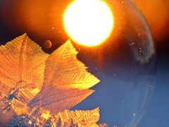 세실리아 오웬 / 호그와트 교수 / 순수혈통