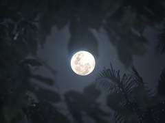 깊은 밤을 날아서 / 강종주와 금종주의 비공식회담