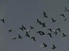 [주술회전] 너무 어렸던 우리에게 (0)