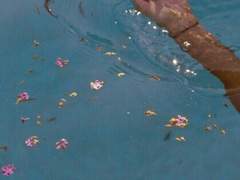 그대들은 허상인 봄만 뒤쫓으시오.