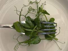 세상은 자주 이상하고 아름다운 사투리 같고*