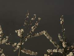 습작 (2019.04.06 - 봄의 어퍼컷)