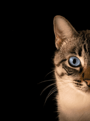 슈뢰딩거의 고양이