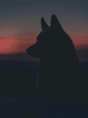 그저, 살고 싶었다.