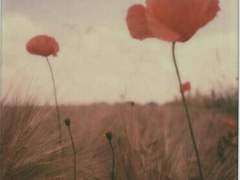 이건 사랑이 맞아