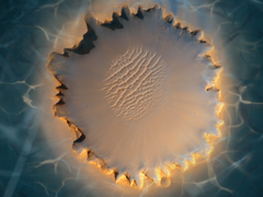 [쿱정] 러시안 룰렛 Red 2