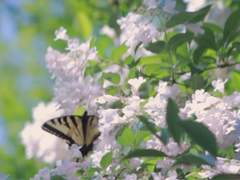 너무 한낮의 이별