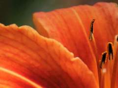 [ 샤를로테 월시카니커스 / XX / 24세 / 제 1기사단 ]