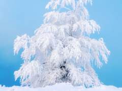 [ 비공개 신청서 / 세실 S. 화이트 / 유령 ]